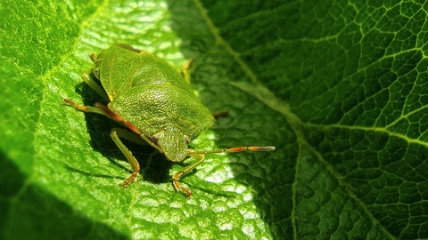 A green shield bug on a green leaf. 