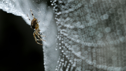 Image of a spider on on a web. 