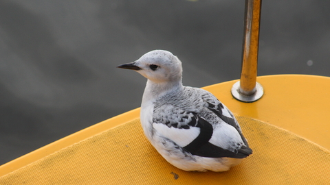 Black Guillemot