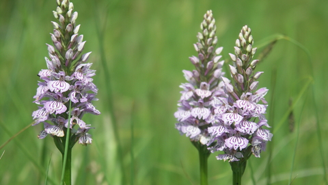 Common spotted orchids © Andree Dubbeldam