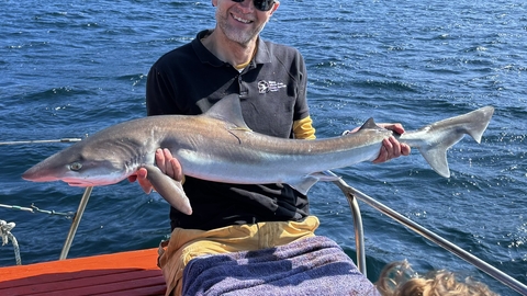 Shark tagging 