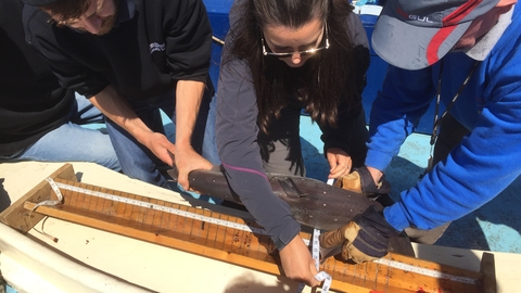 Shark tagging 