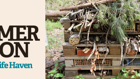 Event banner for Create a Wildlife Haven (Watch Event) with image showing a large bug hotel