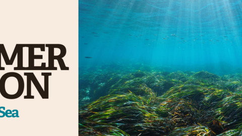 Event banner for Secrets of the Sea (Watch Event) with an image of seagrass beds