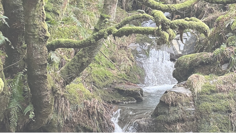 Website header Rainforest