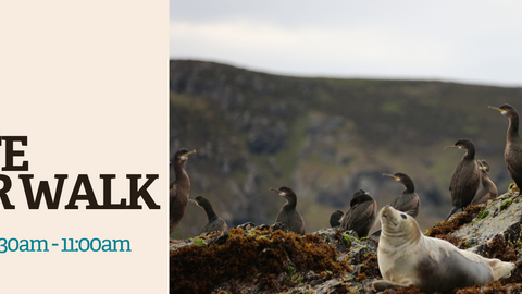 Banner for the winter wildlife spotter walk showing seals and cormorants.