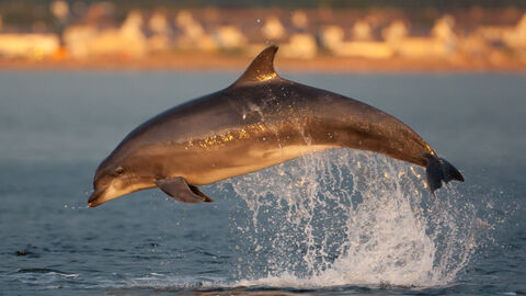 Bottlenose Dolphin