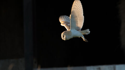 Barn Owl Sunset credit Donald Sutherland