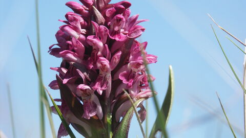 Early Marsh Orchid 