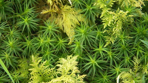 Tamarisk and wood hair moss.JPG (