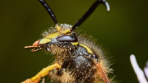 A macro photo of a wasp covered in pollen