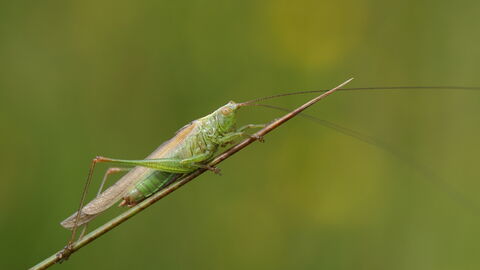 Long-winged Conehead (Conocephalus discolor)
