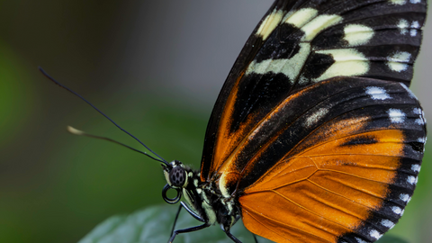 Butterfly Transects