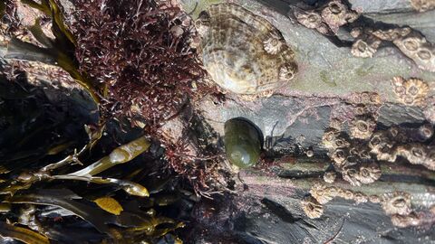 Port Erin Rock Pooling