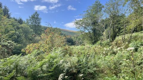 Rainforest under construction 