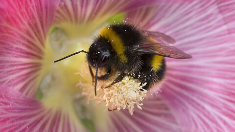 White-tailed bumblebee