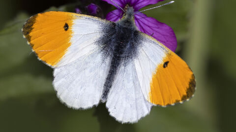 Orange tip Butterfly ©jonhawkins