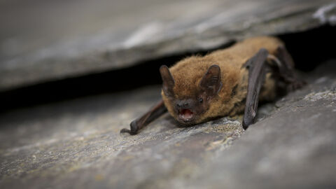 Common pipistrelle (c) Tom Marshall