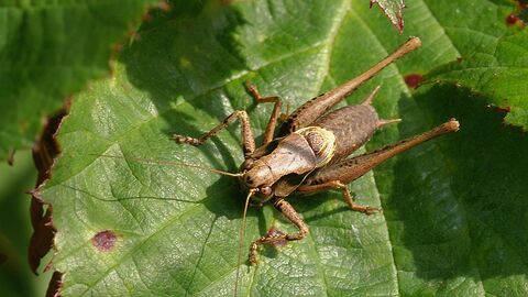 Bush Cricket sitting on a green leaf
