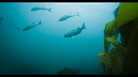 Fish and sea weed
