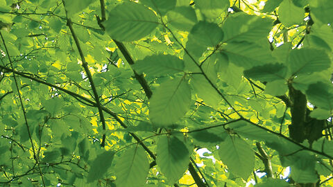 A4_Foilage_Background