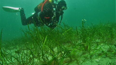 Dr Lara Howe and seagrass
