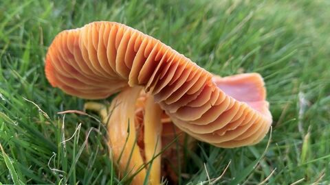 Crimson Waxcap Hygrocybe punicea (Globally Vulnerable) on 27.10.2024 at MWT Creggans Nature Reserve