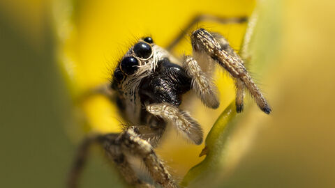Jumping Spider