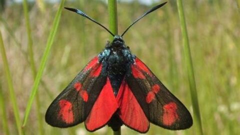 Six Spot Burnet Moth