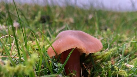 Butterscotch Waxcap Fungi Liz Charter