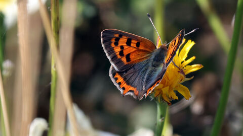 Small Copper Butterfly