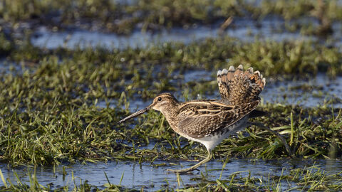 Snipe in wet field