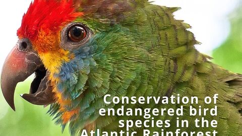 bird conservation in the atlantic rainforest, brazil
