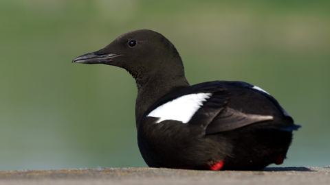 Black guillemot