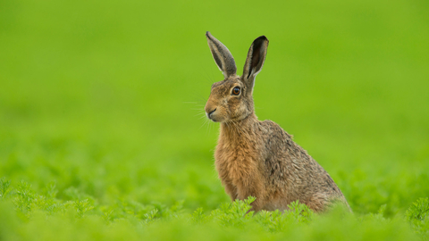 Brown hare