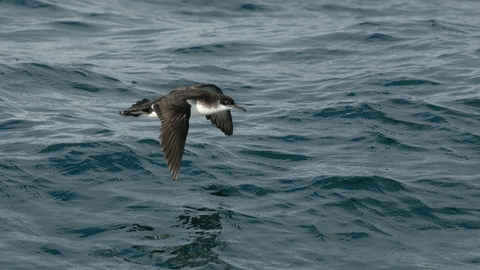 Manx shearwater