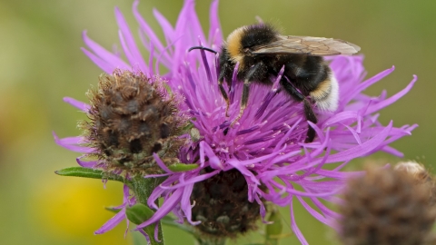 bee