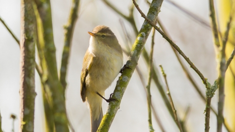 Chiff chaff