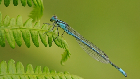 Common blue damselfly