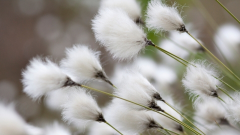 Cotton grass