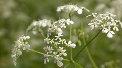 Cow parsley