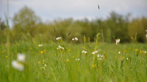 Flowers in grassland
