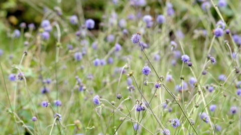 Devil's bit scabious