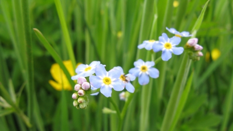 Forget-me-not
