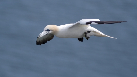 Gannet in flight