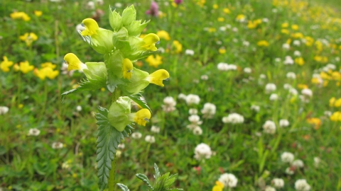 Hay meadow with yellow rattle