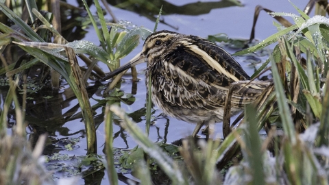 A jack snipe lurking in the vegetation at the edge of a pool, it's stripy camouflage helping it blend in with the grasses