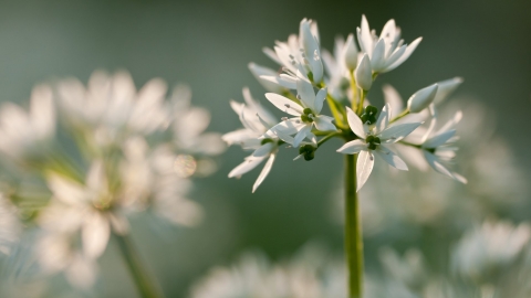 wild garlic