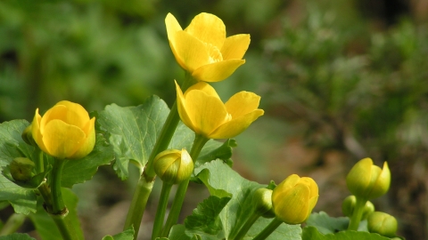 Marsh marigold