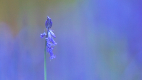 bluebell